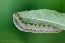 Dolerus sp. larvae (2)
